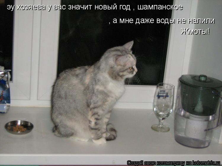 Котоматрица: эу хозяева у вас значит новый год , шампанское , а мне даже воды не налили Жмоты!
