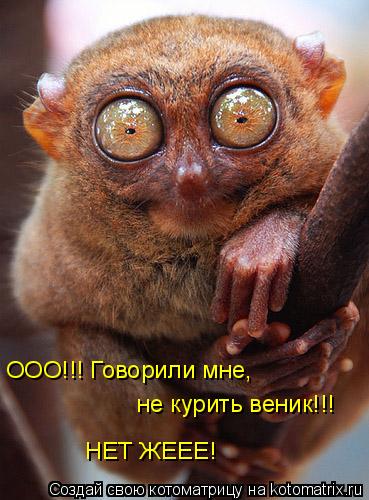 ООО!!! Говорили мне, не курить веник!!! НЕТ ЖЕЕЕ!... Котоматрица: ООО!!! Говорили мне, не курить веник!!! НЕТ ЖЕЕЕ!