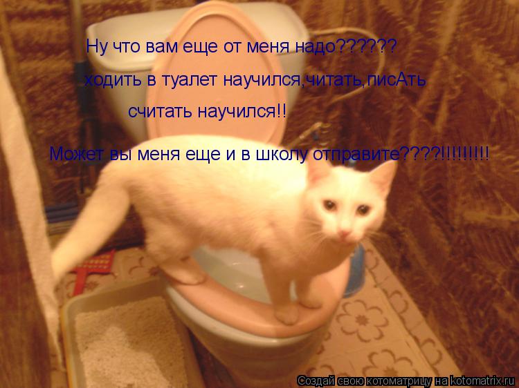 Ну что вам еще от меня надо?????? ходить в туалет научился,читать,писАть считать научился!! Может вы ... Котоматрица: Ну что вам еще от меня надо?????? ходить в туалет научился,читать,писАть считать научился!! Может вы меня еще и в школу отправите????!!!!!!!!!
