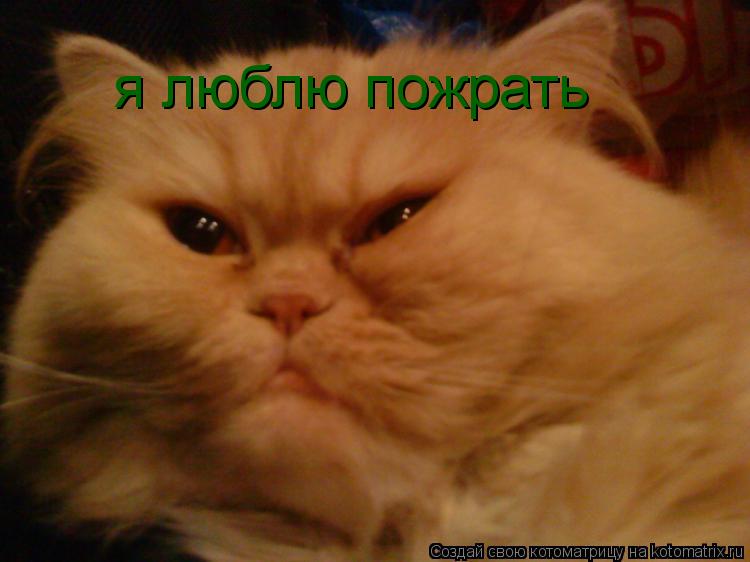 Котоматрица: я люблю пожрать