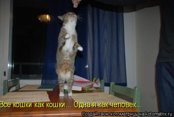 Все кошки как кошки... Одна я как человек...... Котоматрица: Все кошки как кошки... Одна я как человек...