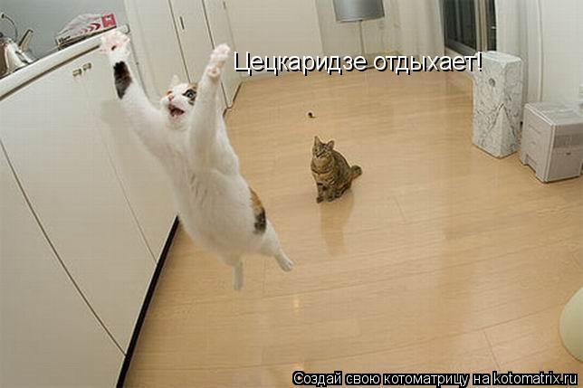 Цецкаридзе отдыхает!... Котоматрица: Цецкаридзе отдыхает!