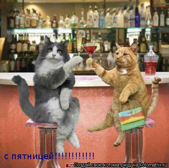 с пятницей!!!!!!!!!!!!... Котоматрица: с пятницей!!!!!!!!!!!!