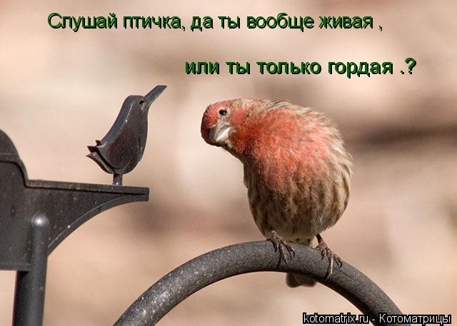 Слушай птичка, да ты вообще живая , или ты только гордая .?... Котоматрица: Слушай птичка, да ты вообще живая , или ты только гордая .?