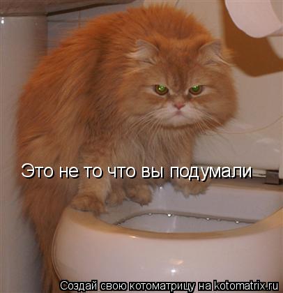 Котоматрица: Это не то что вы подумали