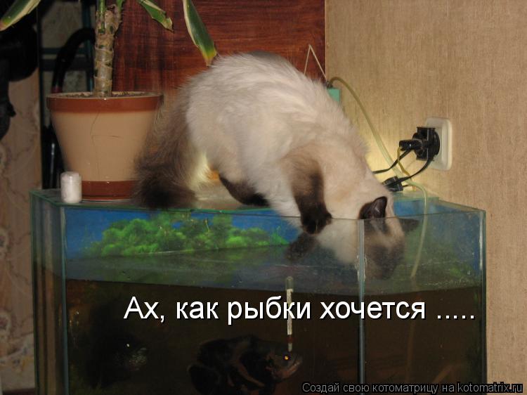 Котоматрица: Ах, как рыбки хочется .....