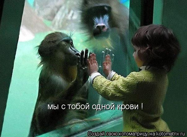 Котоматрица: мы с тобой одной крови !