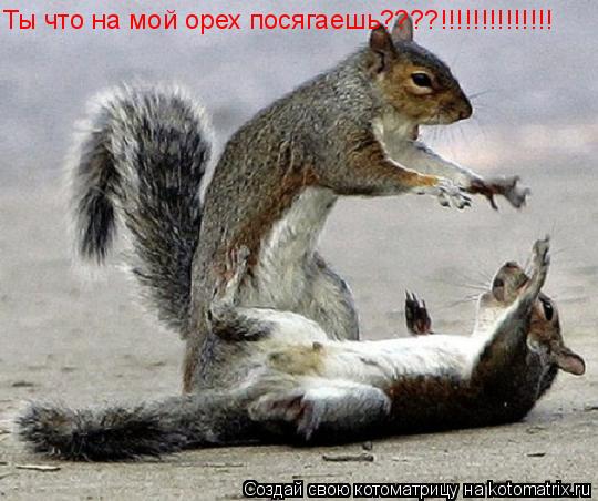 Котоматрица: Ты что на мой орех посягаешь????!!!!!!!!!!!!!!