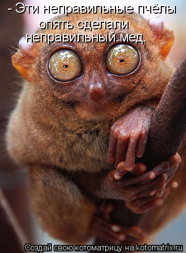 Котоматрица: - Эти неправильные пчёлы опять сделали неправильный мед.