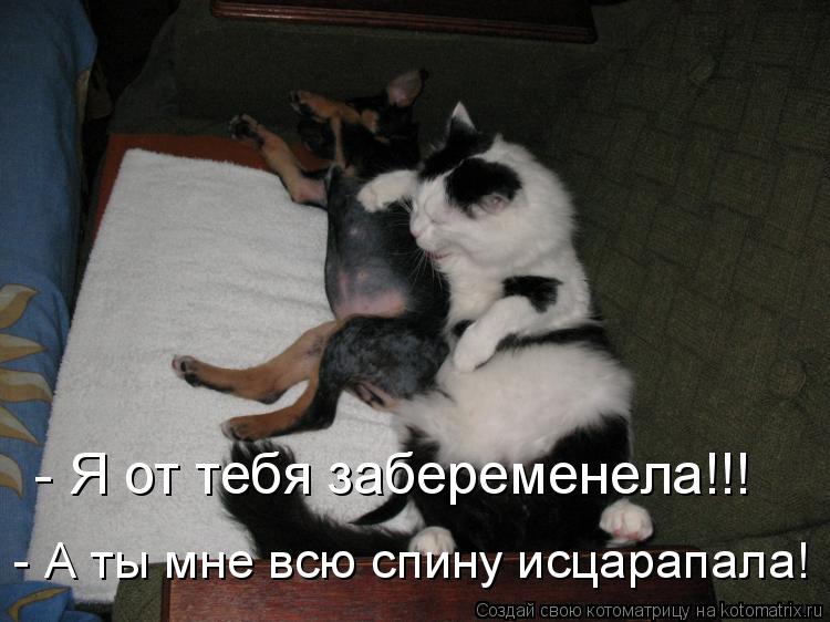 - Я от тебя забеременела!!! - А ты мне всю спину исцарапала!... Котоматрица: - Я от тебя забеременела!!! - А ты мне всю спину исцарапала!