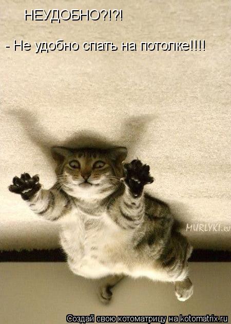 Котоматрица: НЕУДОБНО?!?! - Не удобно спать на потолке!!!!