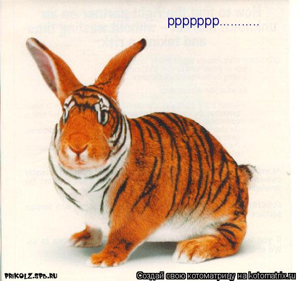 Котоматрица: ppppppp...........