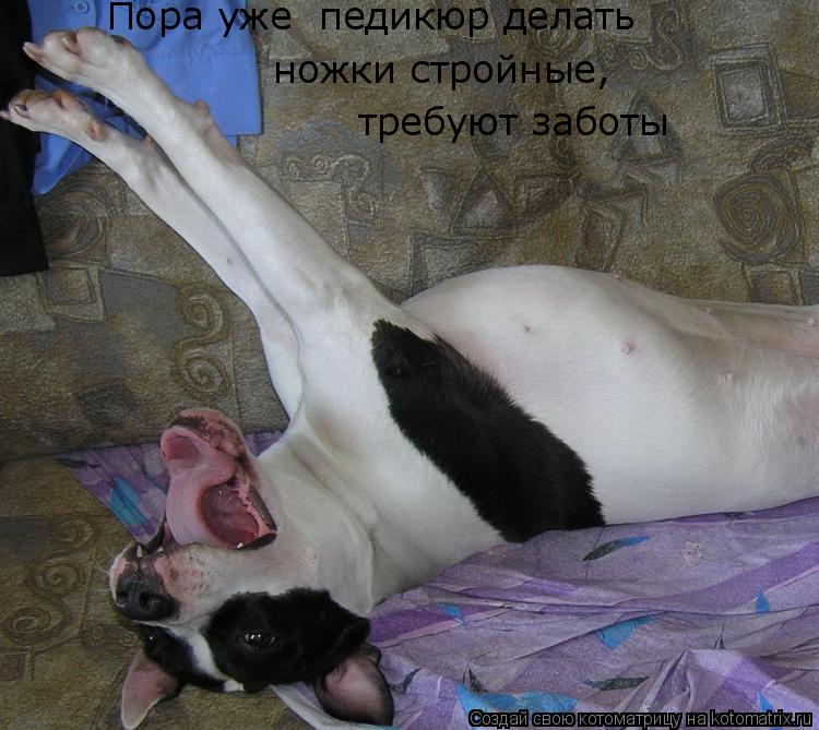 Пора уже педикюр делать ножки стройные, требуют заботы... Котоматрица: Пора уже педикюр делать ножки стройные, требуют заботы