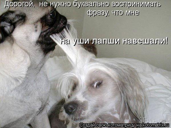 Котоматрица: Дорогой,  не нужно буквально воспринимать  фразу, что мне  на уши лапши навешали!