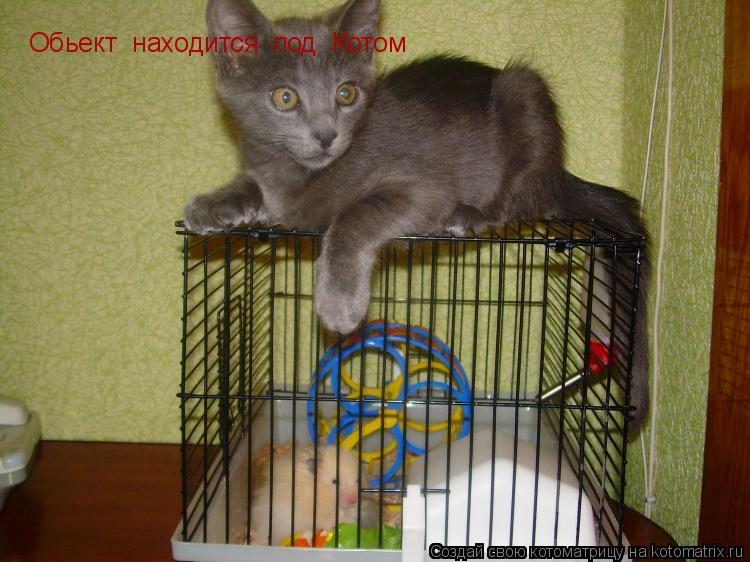 Обьект находится под Котом... Котоматрица: Обьект находится под Котом