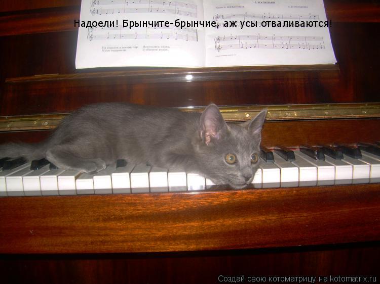Надоели! Брынчите-брынчие, аж усы отваливаются!... Котоматрица: Надоели! Брынчите-брынчие, аж усы отваливаются!