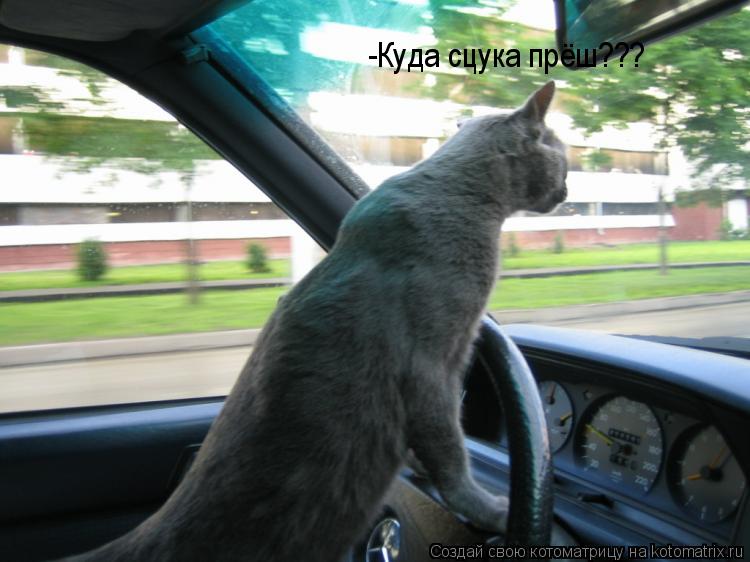 -Куда сцука прёш???... Котоматрица: -Куда сцука прёш???