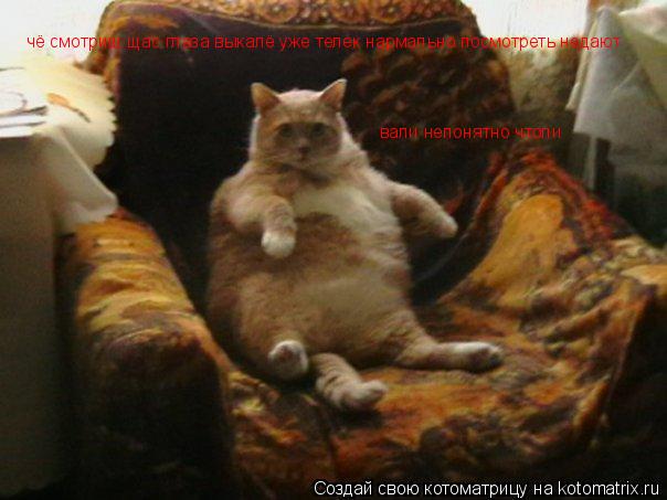 Котоматрица: чё смотриш щас глаза выкалё уже телек нармально посмотреть недают вали непонятно чтоли
