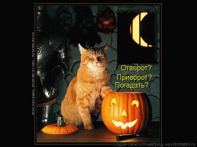 Котоматрица: Отворот? Приворот? Погадать?