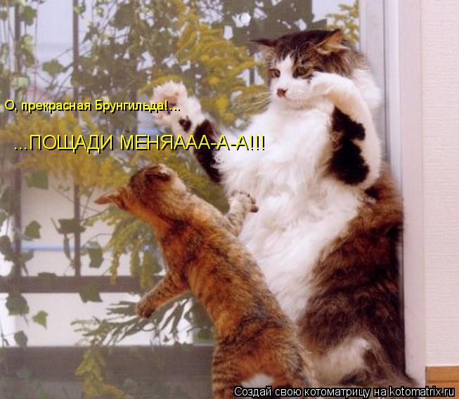 Котоматрица: О, прекрасная Брунгильда!... ...ПОЩАДИ МЕНЯААА-А-А!!!