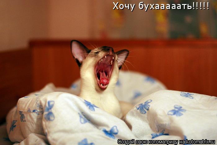 Хочу бухааааать!!!!!... Котоматрица: Хочу бухааааать!!!!!