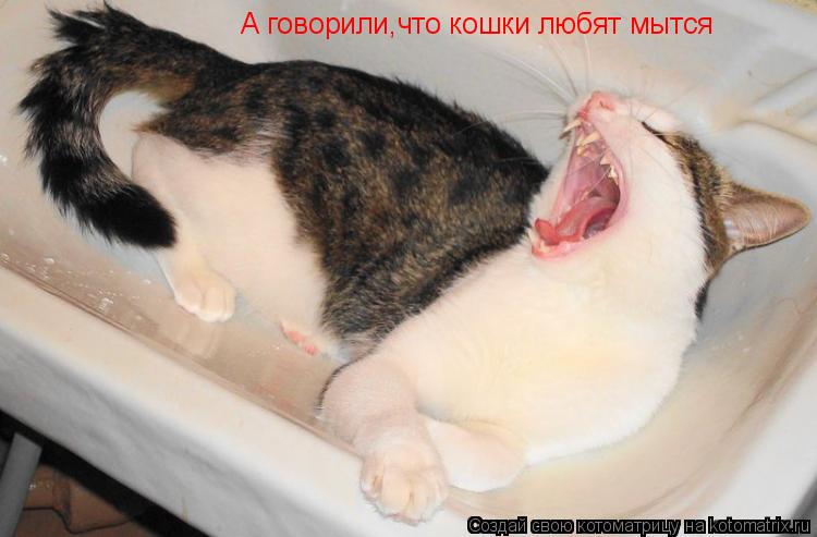 Котоматрица: А говорили,что кошки любят мытся