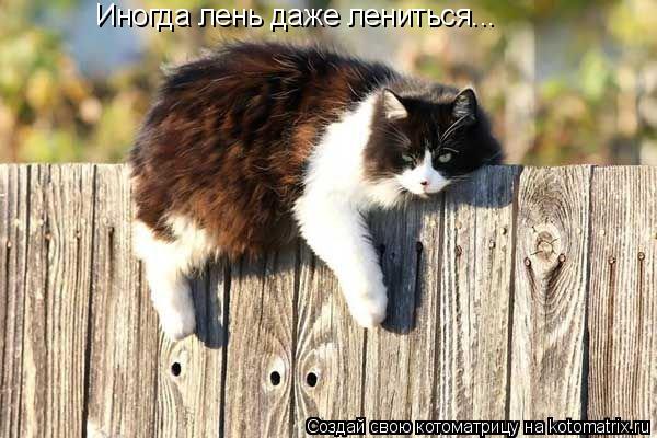 Котоматрица: Иногда лень даже лениться...