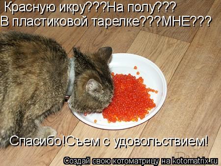 Красную икру???На полу??? В пластиковой тарелке???МНЕ??? Спасибо!Съем с удовольствием!... Котоматрица: Красную икру???На полу??? В пластиковой тарелке???МНЕ??? Спасибо!Съем с удовольствием!
