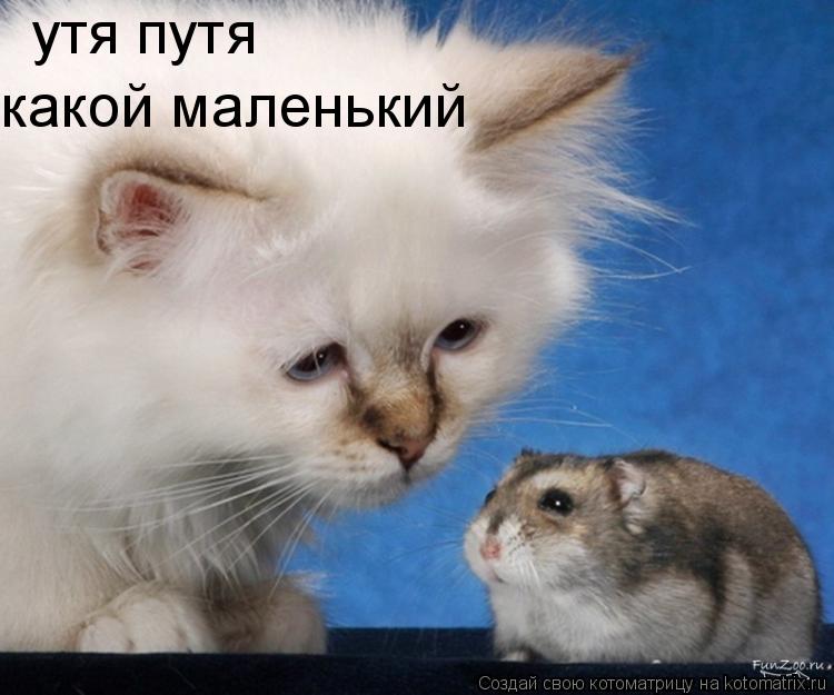 утя путя какой маленький... Котоматрица: утя путя какой маленький