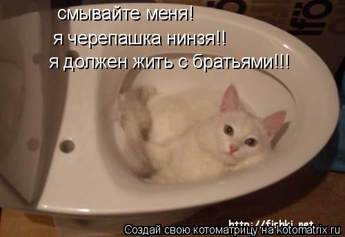 смывайте меня! я черепашка нинзя!! я должен жить с братьями!!!... Котоматрица: смывайте меня! я черепашка нинзя!! я должен жить с братьями!!!