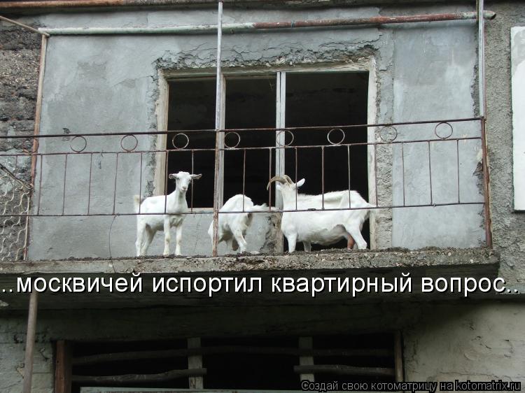 ..москвичей испортил квартирный вопрос..... Котоматрица: ..москвичей испортил квартирный вопрос..