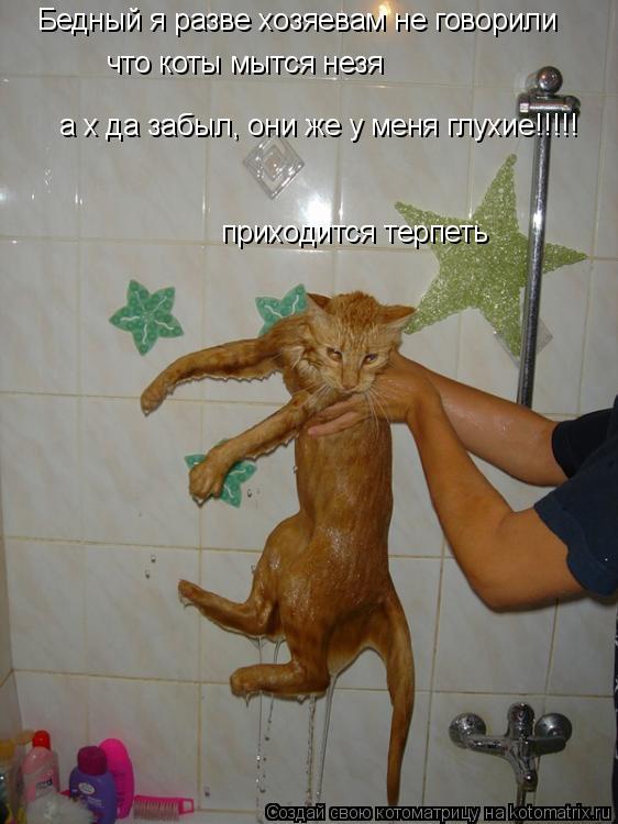 Котоматрица: Бедный я разве хозяевам не говорили  что коты мытся незя  а х да забыл, они же у меня глухие!!!!! приходится терпеть