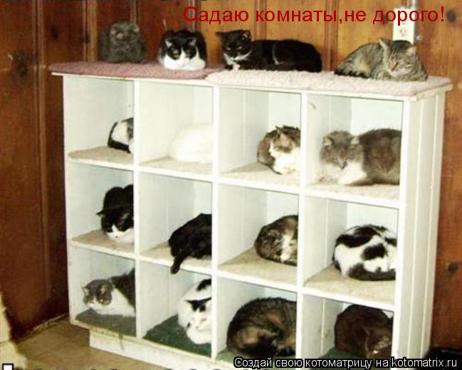 Котоматрица: Садаю комнаты,не дорого!