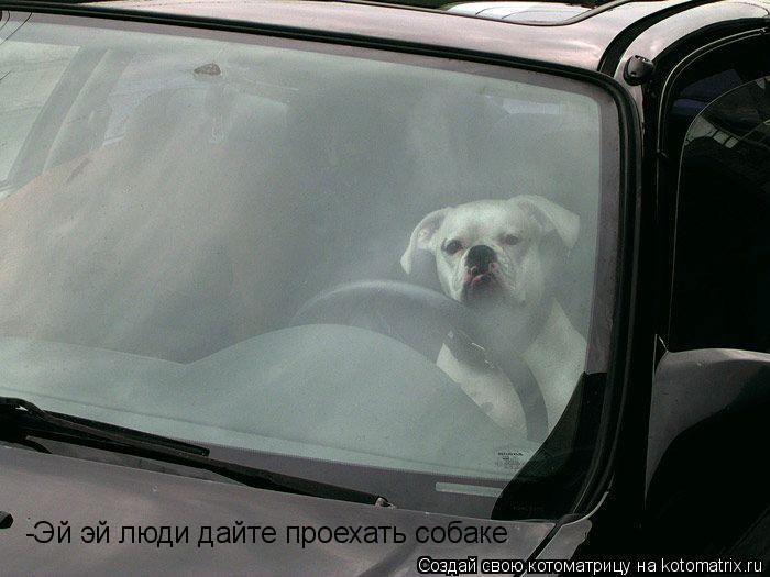 -Эй эй люди дайте проехать собаке -Эй эй люди дайте проехать собаке... Котоматрица: -Эй эй люди дайте проехать собаке -Эй эй люди дайте проехать собаке