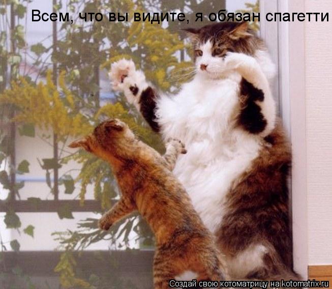 Всем, что вы видите, я обязан спагетти... Котоматрица: Всем, что вы видите, я обязан спагетти