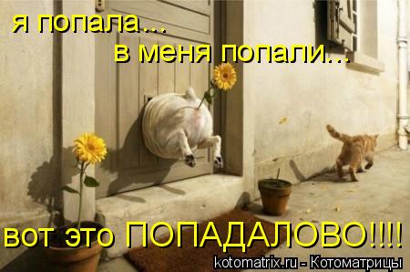 я попала... в меня попали... вот это ПОПАДАЛОВО!!!!... Котоматрица: я попала... в меня попали... вот это ПОПАДАЛОВО!!!!
