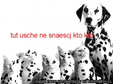 tut usche ne snaescj kto kto... Котоматрица: tut usche ne snaescj kto kto