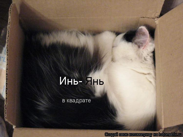 Инь- Янь в квадрате... Котоматрица: Инь- Янь в квадрате