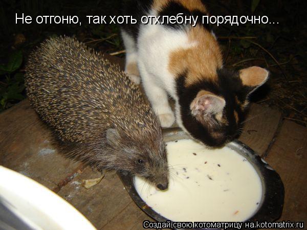 Котоматрица: Не отгоню, так хоть отхлебну порядочно...