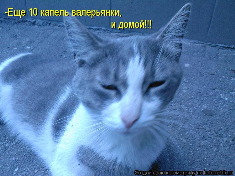 Котоматрица: -Еще 10 капель валерьянки,  и домой!!!