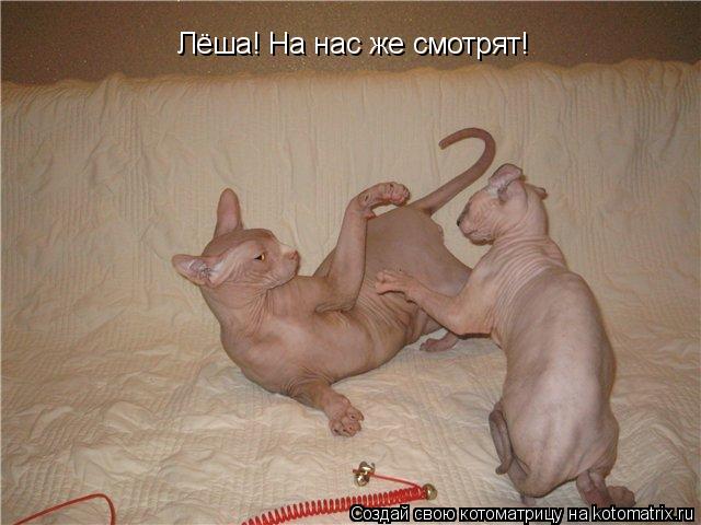 Котоматрица: Лёша! На нас же смотрят!