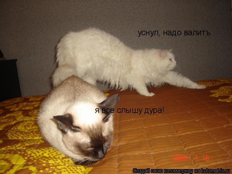 Котоматрица: уснул, надо валитъ  я все слышу дура!