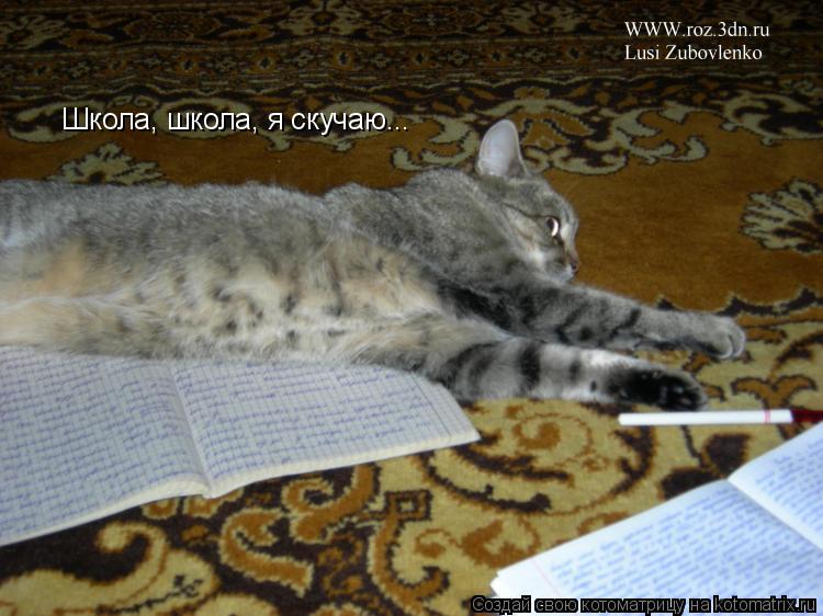 Котоматрица: Школа, школа, я скучаю...