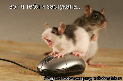 Котоматрица: вот я тебя и застукала....