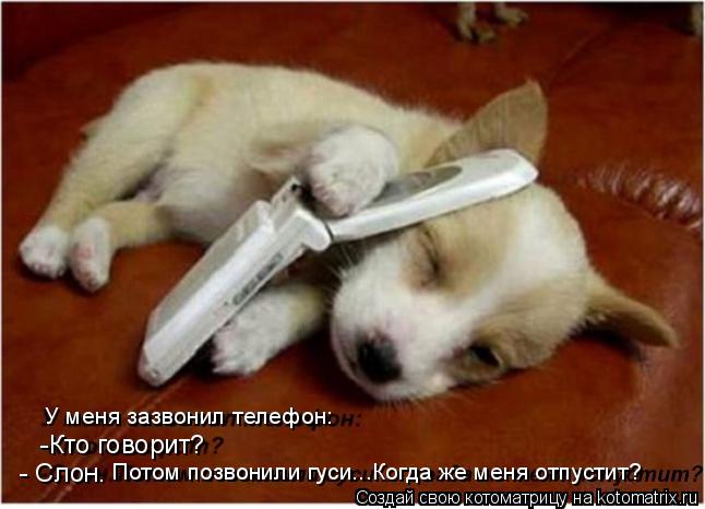 У меня зазвонил телефон: -Кто говорит? - Слон. Потом позвонили гуси...Когда же меня отпустит?... Котоматрица: У меня зазвонил телефон: -Кто говорит? - Слон. Потом позвонили гуси...Когда же меня отпустит?