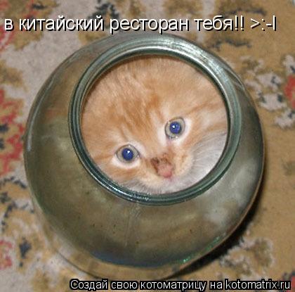 в китайский ресторан тебя!! >:-l... Котоматрица: в китайский ресторан тебя!! >:-l