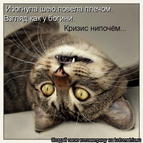 Изогнула шею,повела плечом. Взгляд как у богини. Кризис нипочём...... Котоматрица: Изогнула шею,повела плечом. Взгляд как у богини. Кризис нипочём...