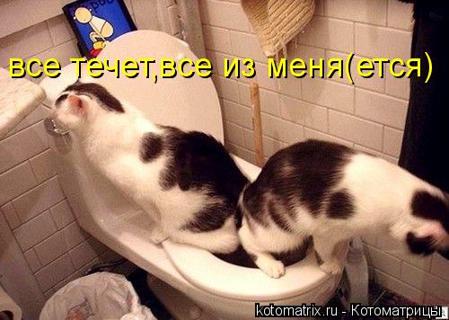 все течет,все из меня(ется)... Котоматрица: все течет,все из меня(ется)