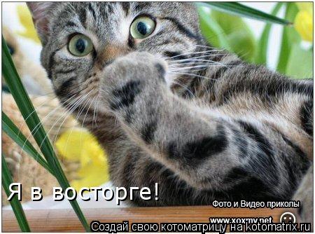 Я в восторге!... Котоматрица: Я в восторге!
