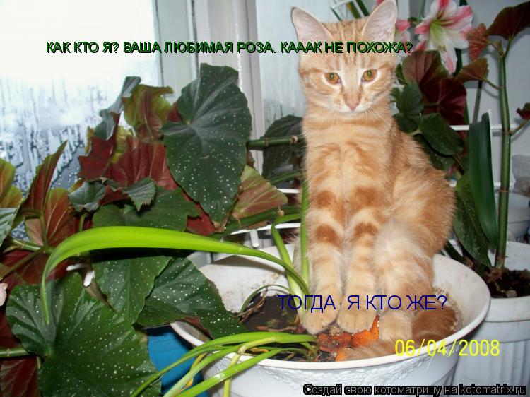 КАК КТО Я? ВАША ЛЮБИМАЯ РОЗА. КАААК НЕ ПОХОЖА? ТОГДА Я КТО ЖЕ?... Котоматрица: КАК КТО Я? ВАША ЛЮБИМАЯ РОЗА. КАААК НЕ ПОХОЖА? ТОГДА Я КТО ЖЕ?